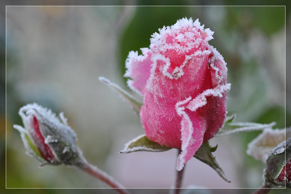 eisblumen ae1525e8 5646 4ddc 8e19 45e966