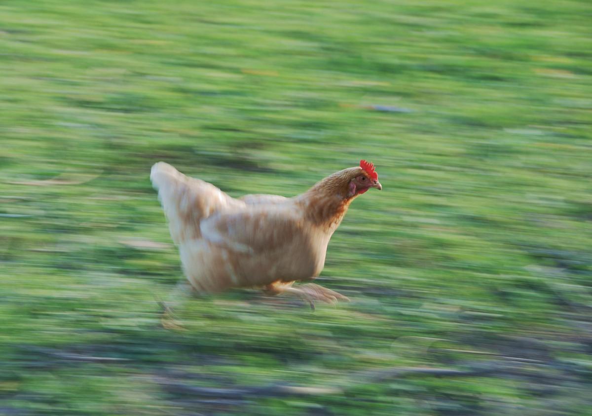 Chicken February 2009 1