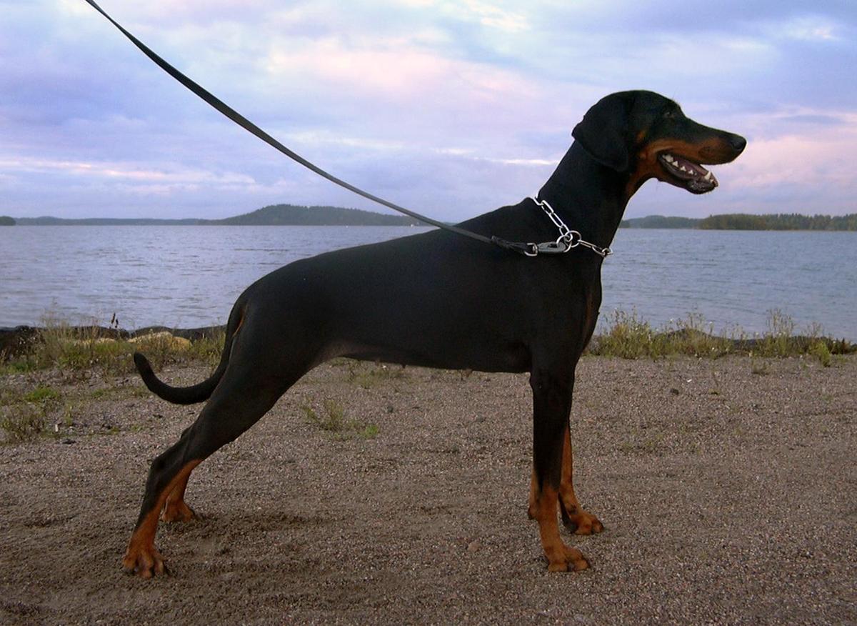 Dobermann standing