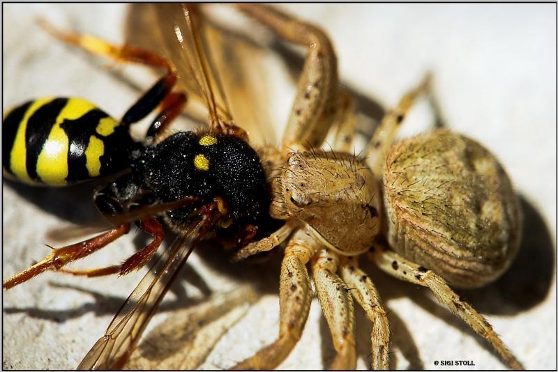 Insekten Natur Spinne Wespe Tiere Wildli