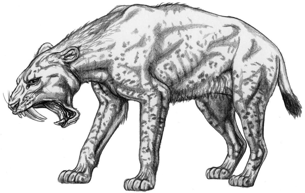Machairodusaphanistus