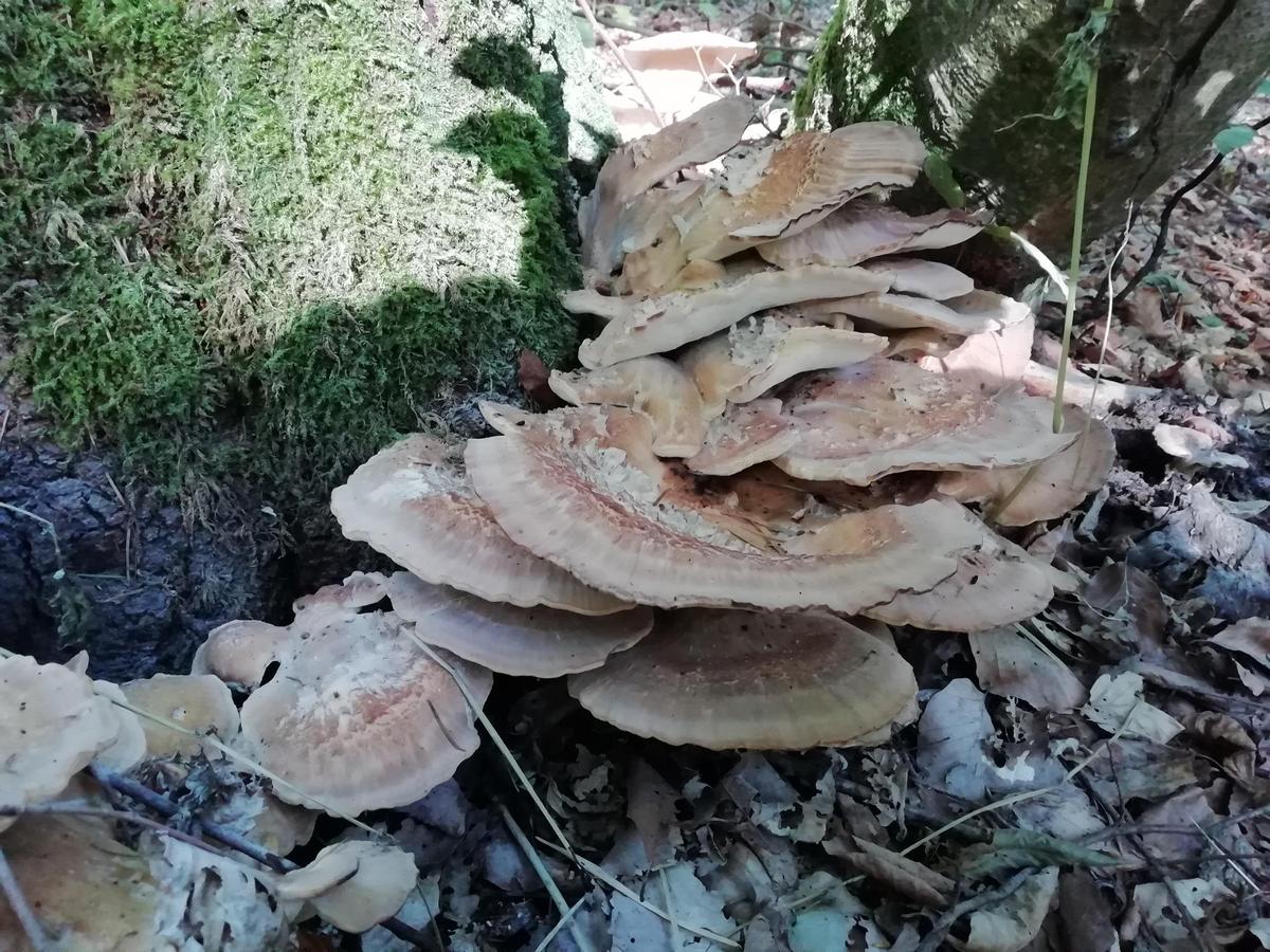 up ee67e3a2f71891cf IMG 20190919 161205