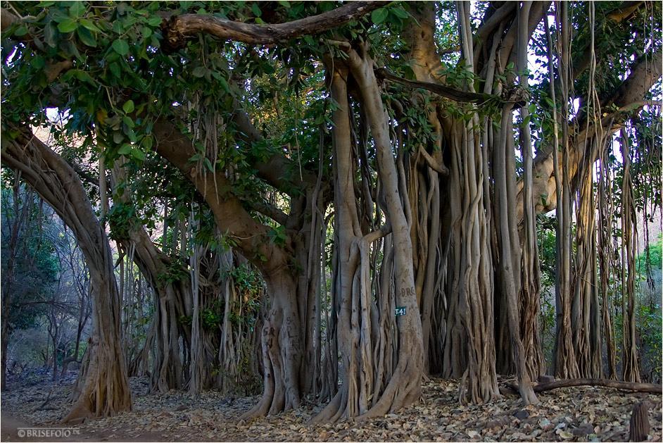 banyan-baum-02d64c00-adeb-4a5e-ad59-0126