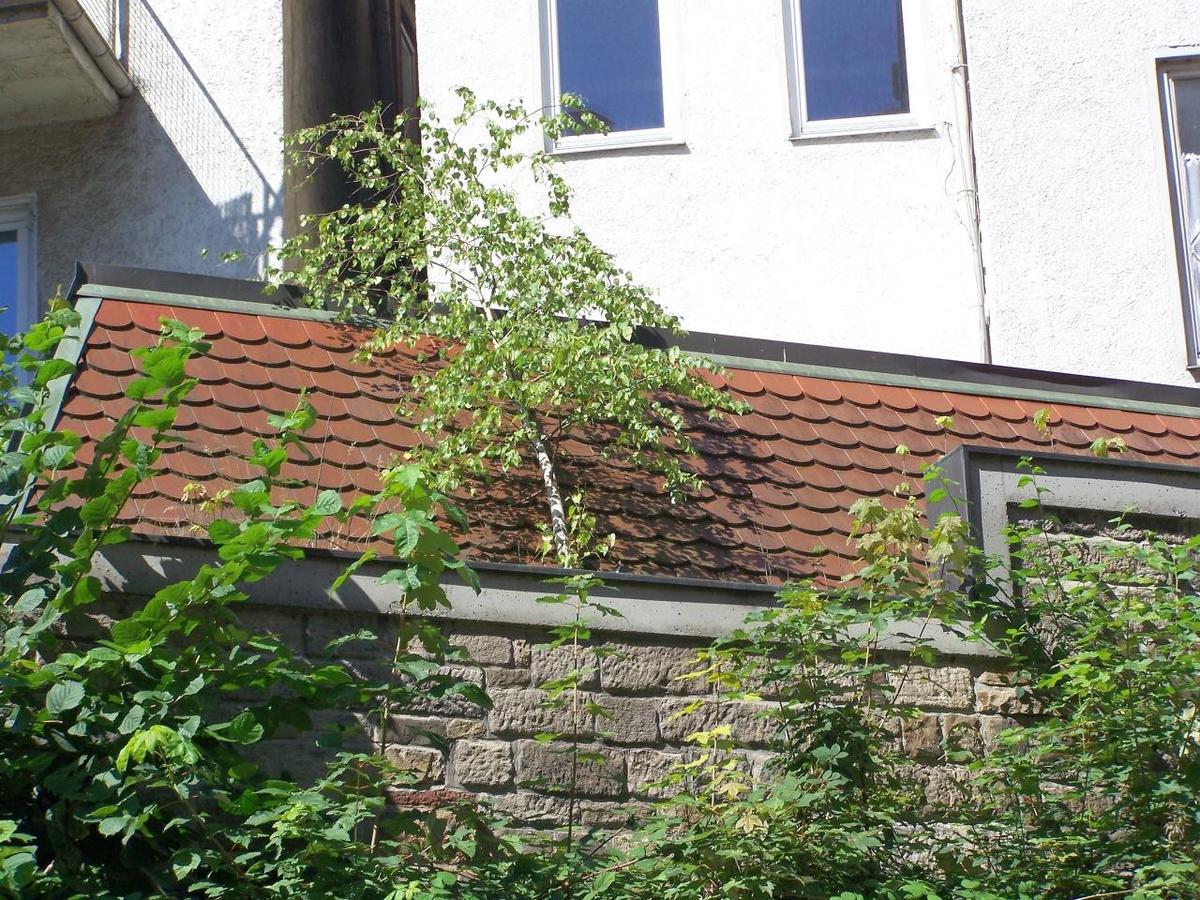 Dachbaum100 5325
