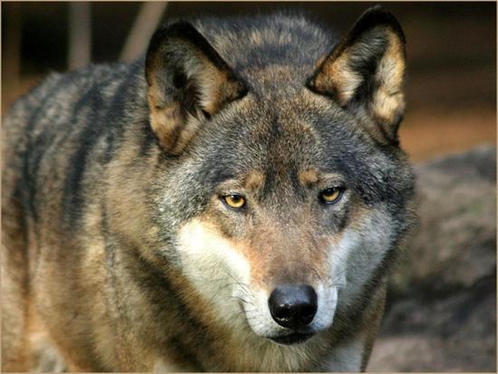 wolf