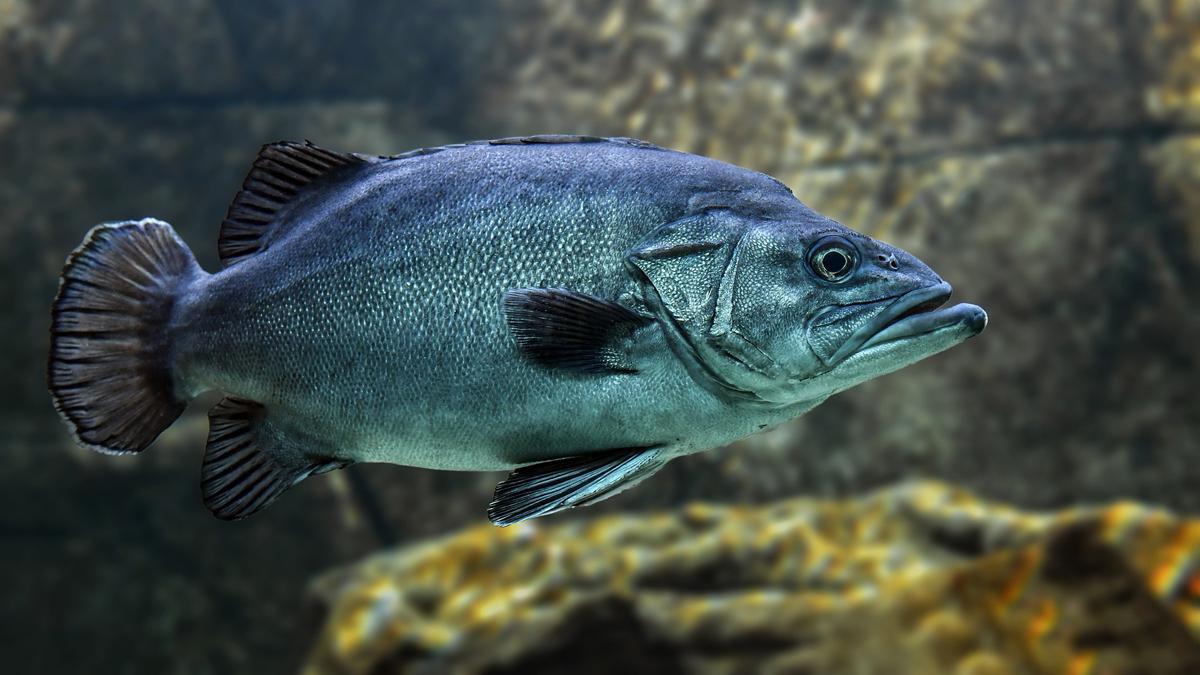 Fisch-im-Wasser