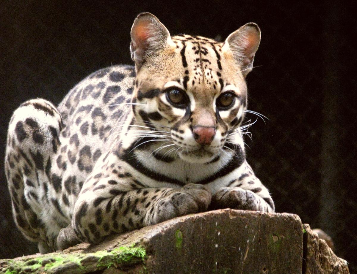 Ocelot 28Leopardus pardalis 29 8