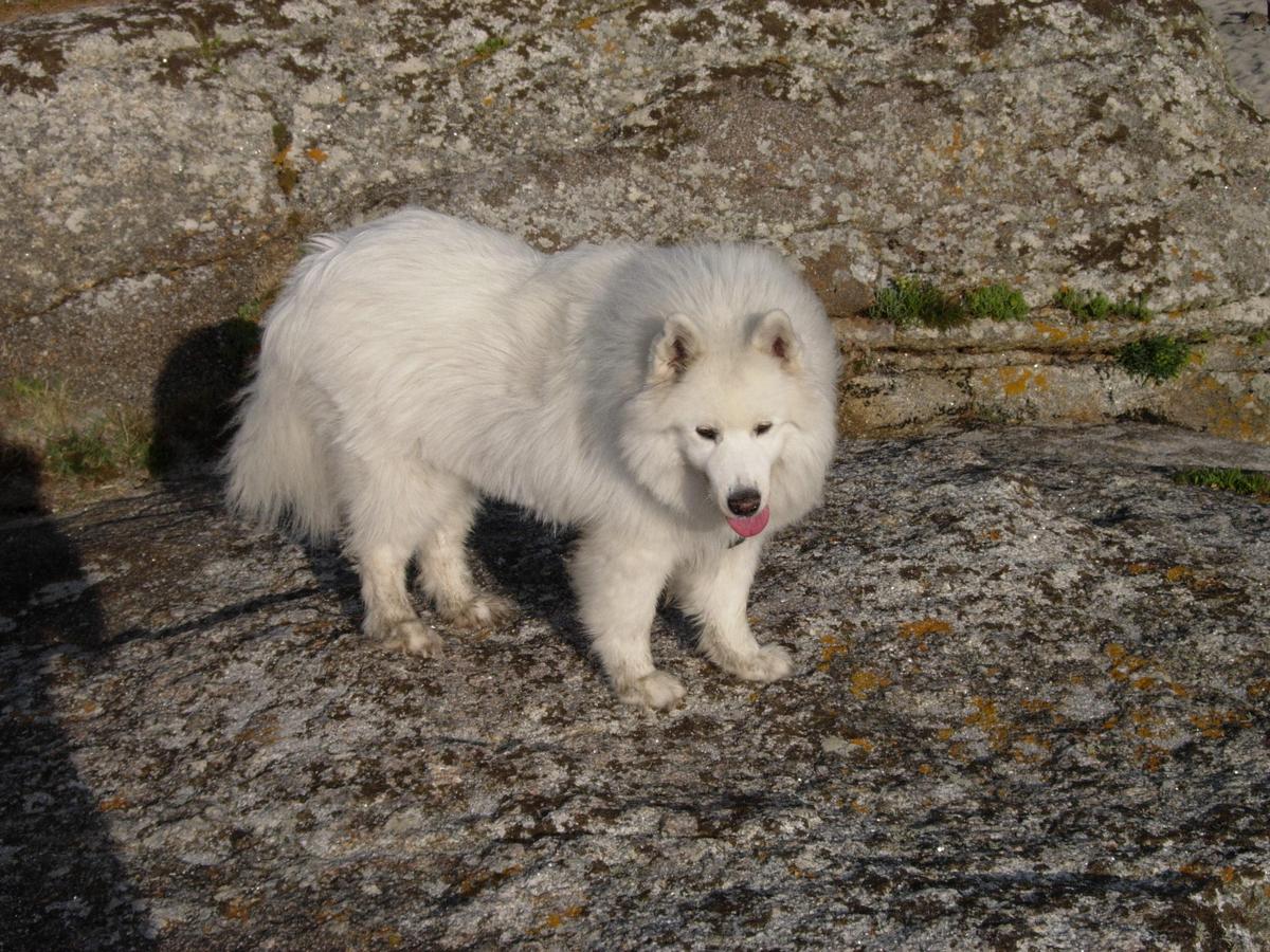 ryhlQr akita
