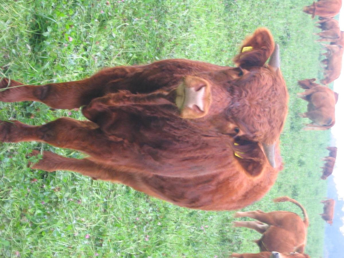 stier-lauft-auf-mich-zu