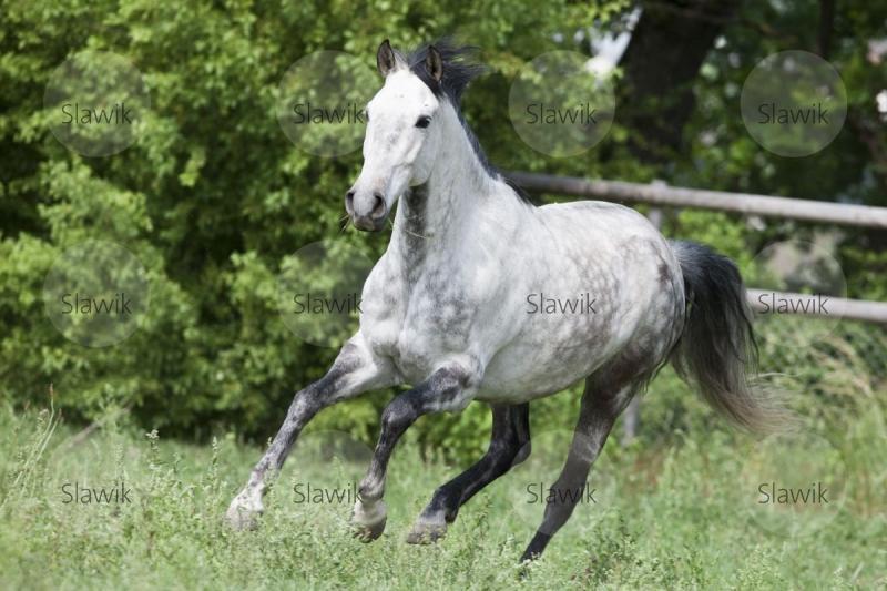andalusier lucero61119