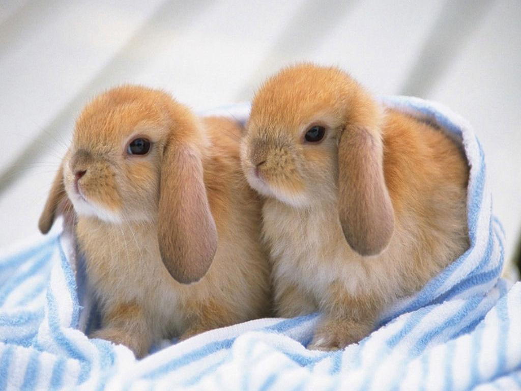 bunny-206391