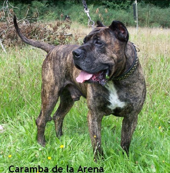 Caramba Dogo Canario Alano Presa Canario