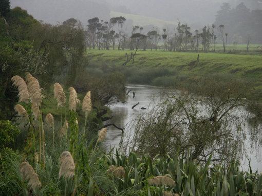 Fluss-Regen-Schilf-Landschaft-Regen-Schw