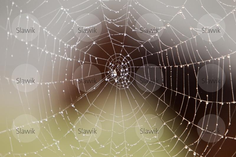 spinnennetz10105