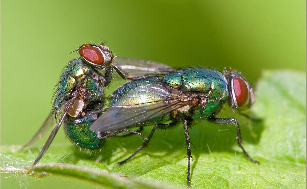 Fliegenpaarung