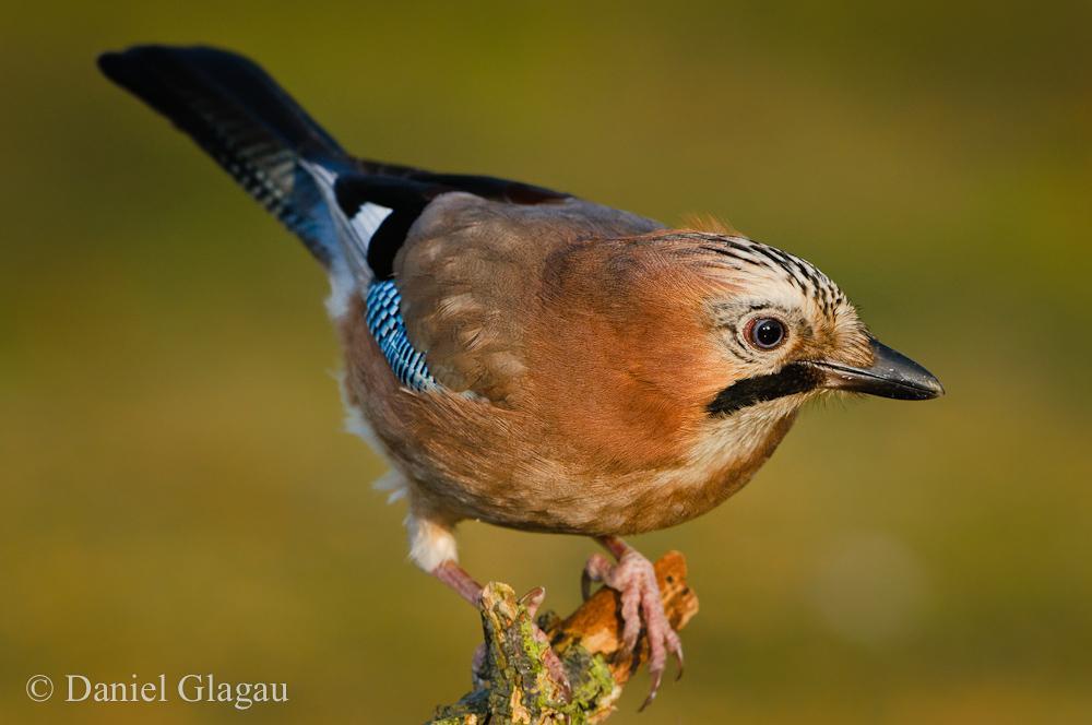 image DanielGlagau winteransitz vogel si