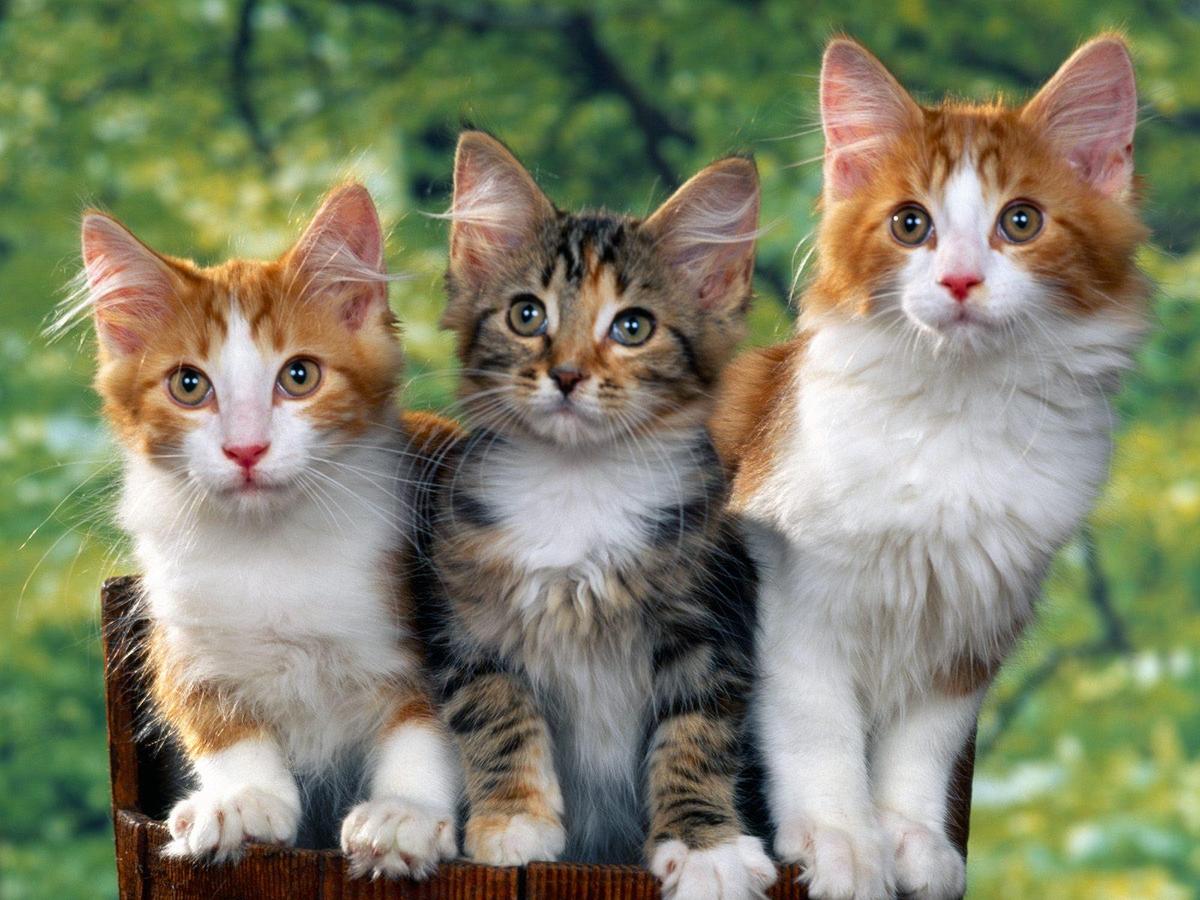 The-best-top-desktop-cat-wallpapers-14