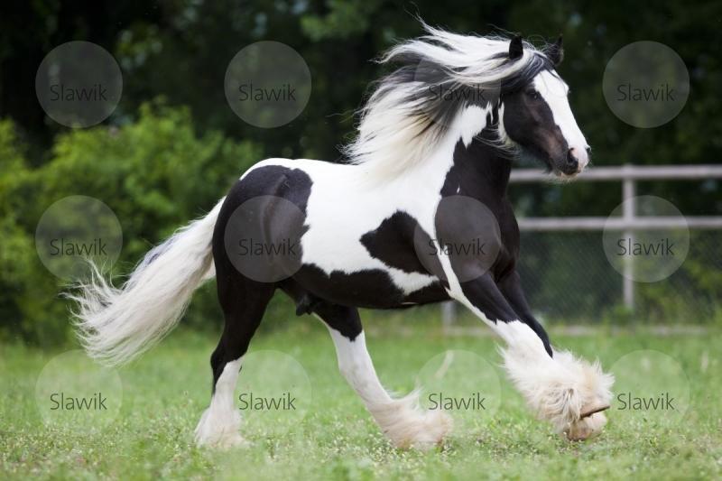 tinker benji51178