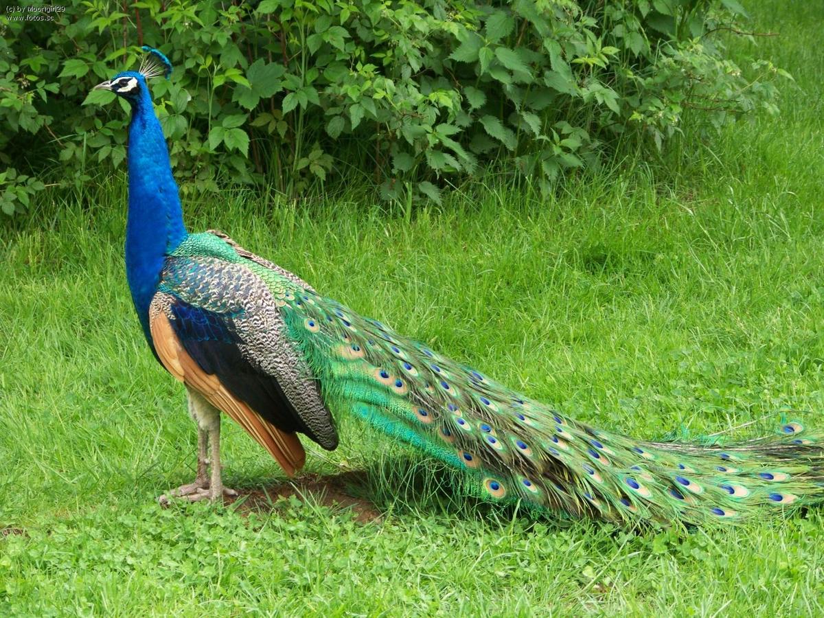 Voegel Pfau copy