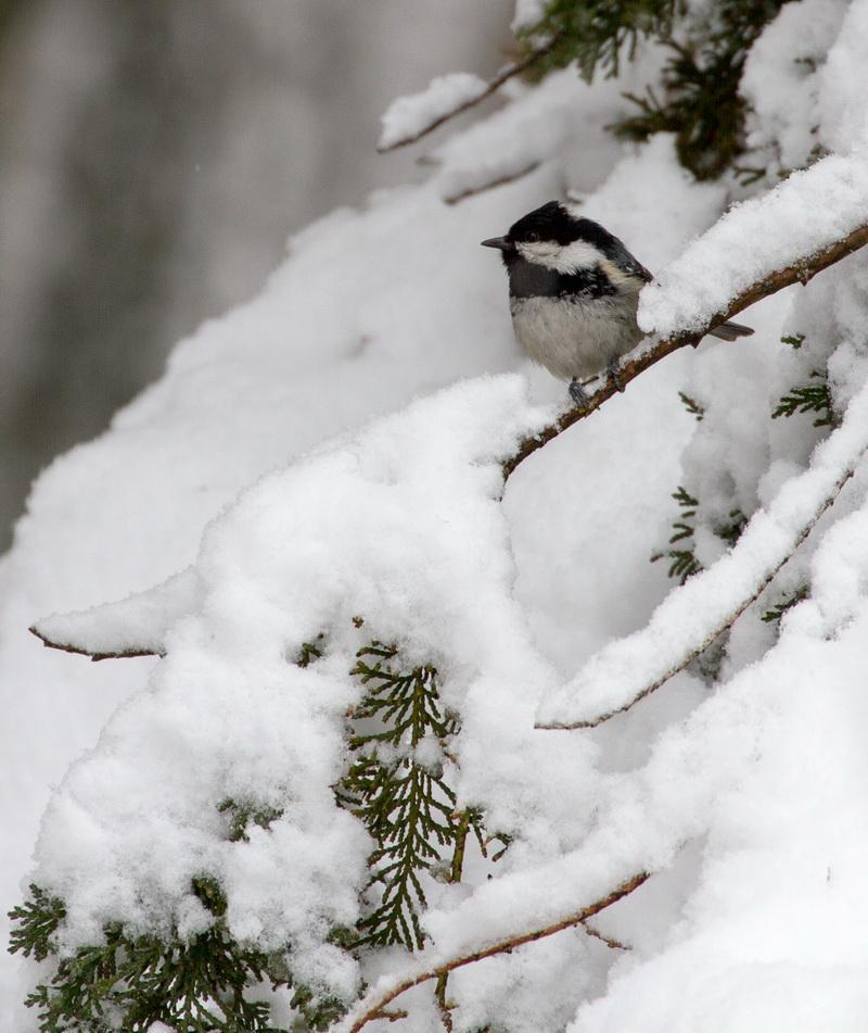 596883 Meise im Schnee