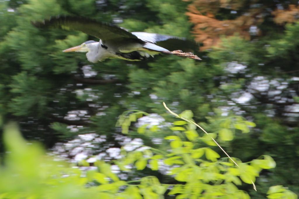 img 4585wcwor2
