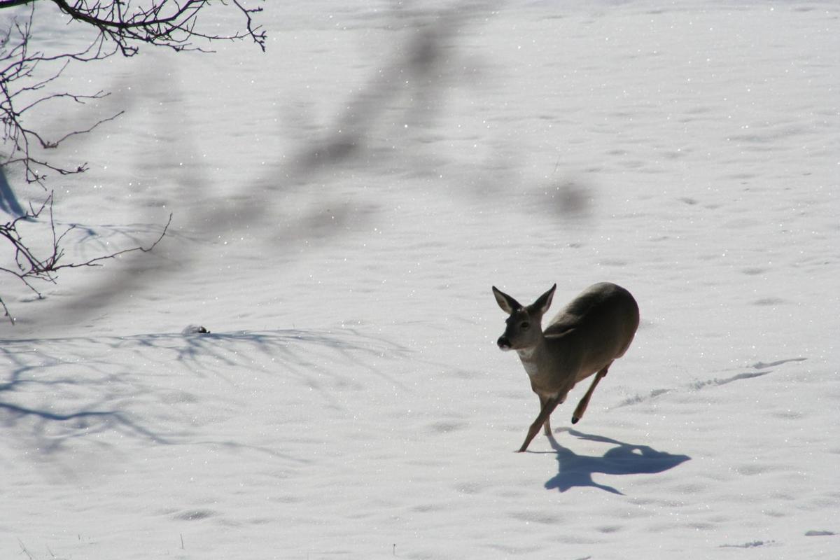 bcf672 Reh im Schnee 1