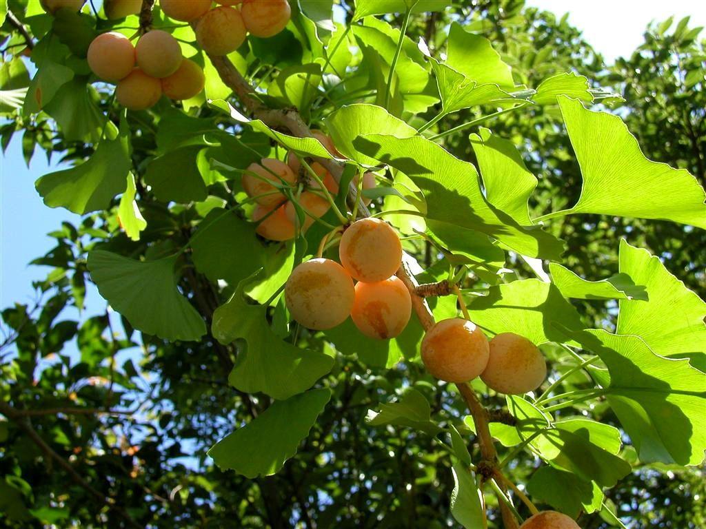 Unreife Ginkgo-Samen an Zweig