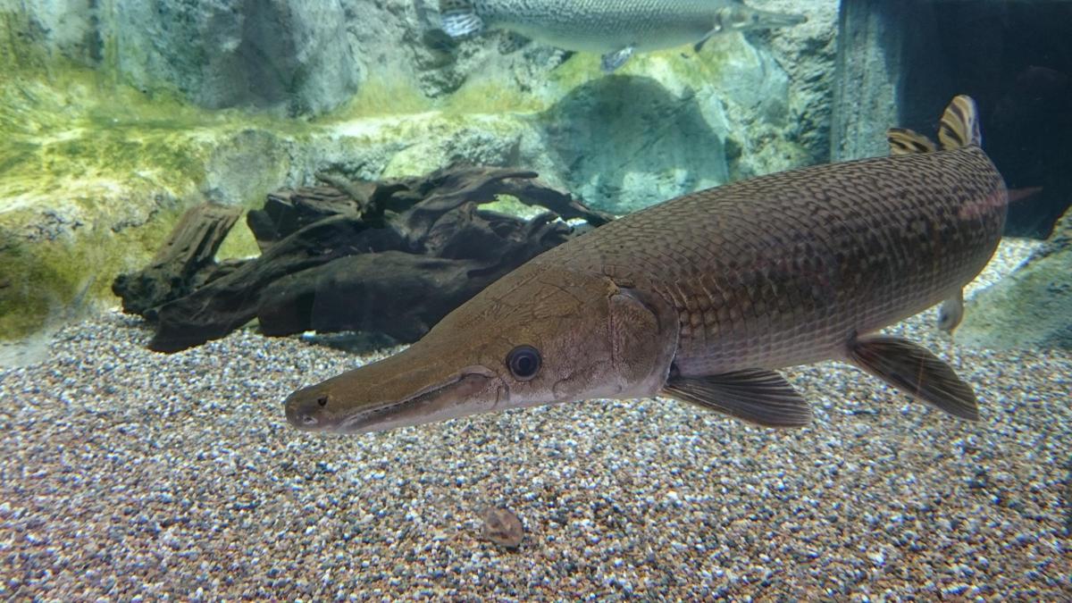 Alligator gar