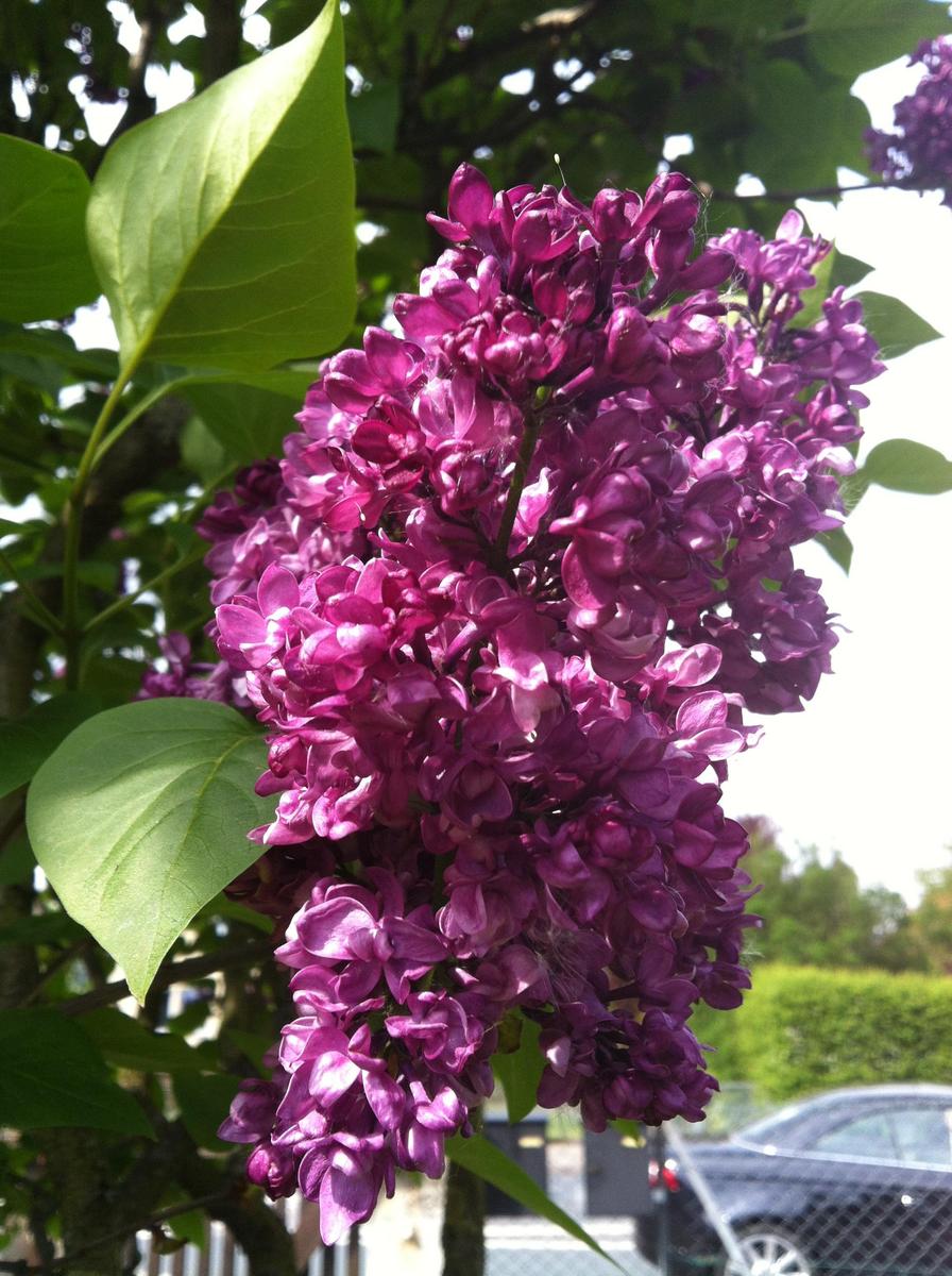 e0b996 IMG 0614