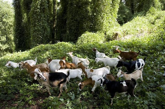 goats01 SY 13479 5703046 ver1.0 640 480