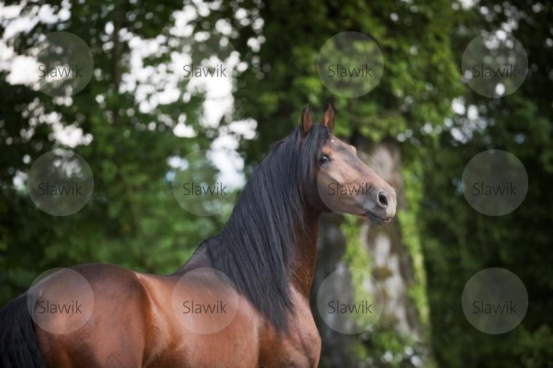lusitano queluz611270