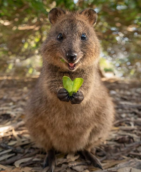 quokka-10