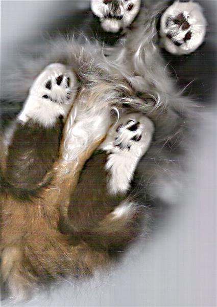xPosBO katzenscan