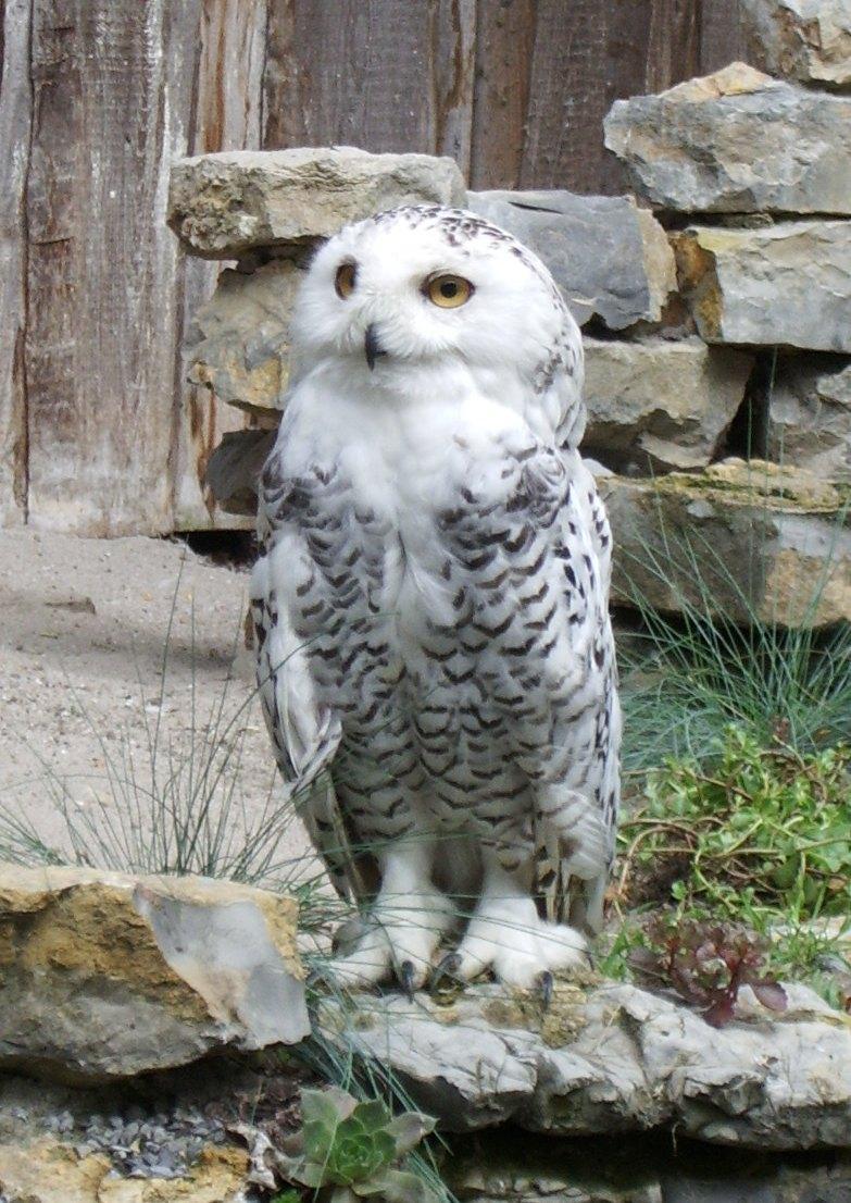 Schnee-Eule Zoo KA