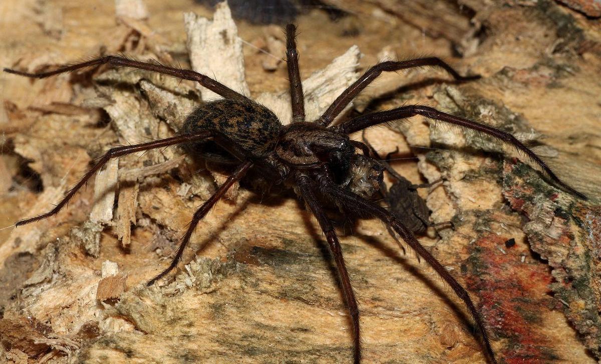 1280px-Tegenaria-atrica-hauswinkelspinne