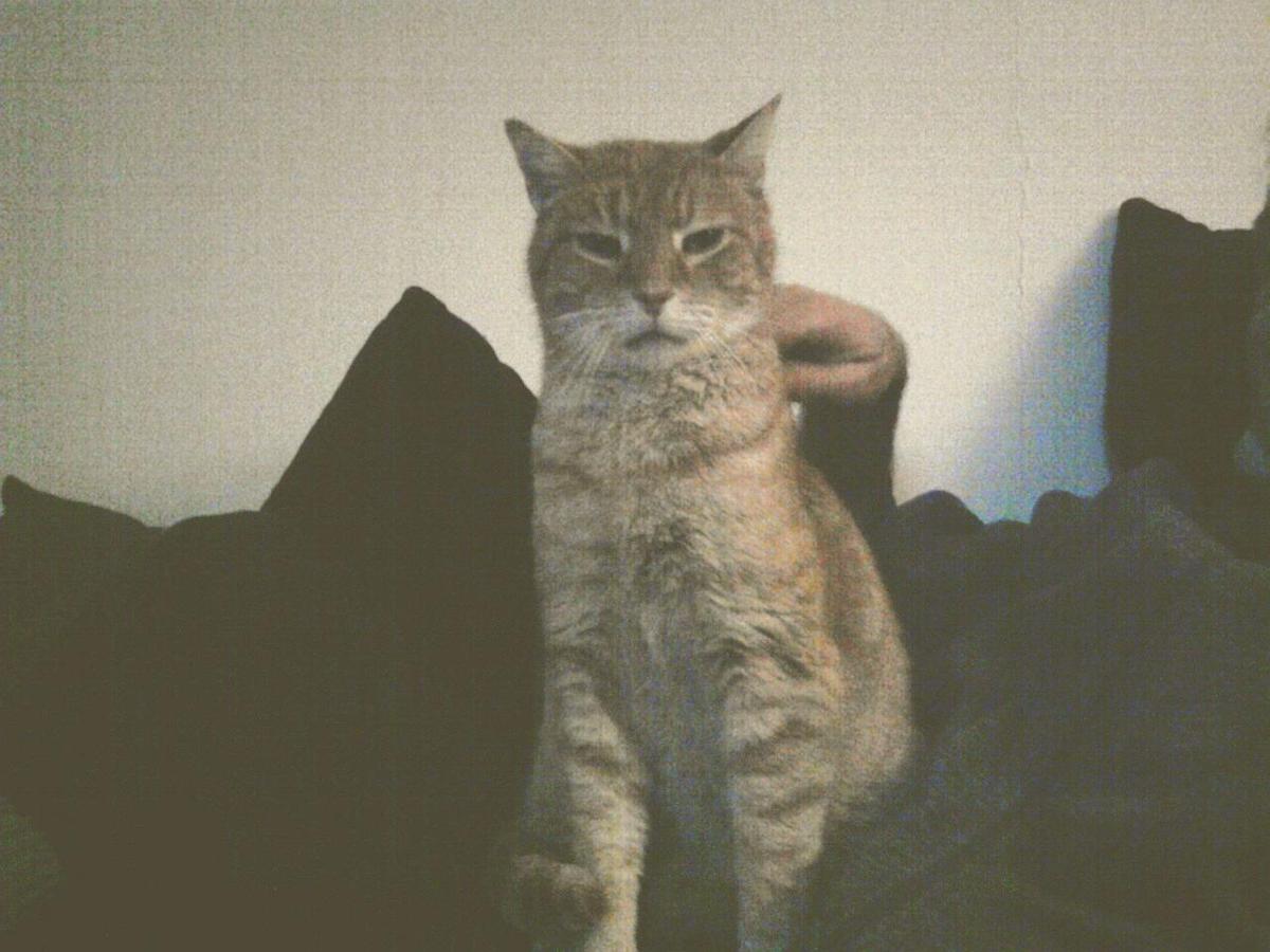 Jn51es Katze