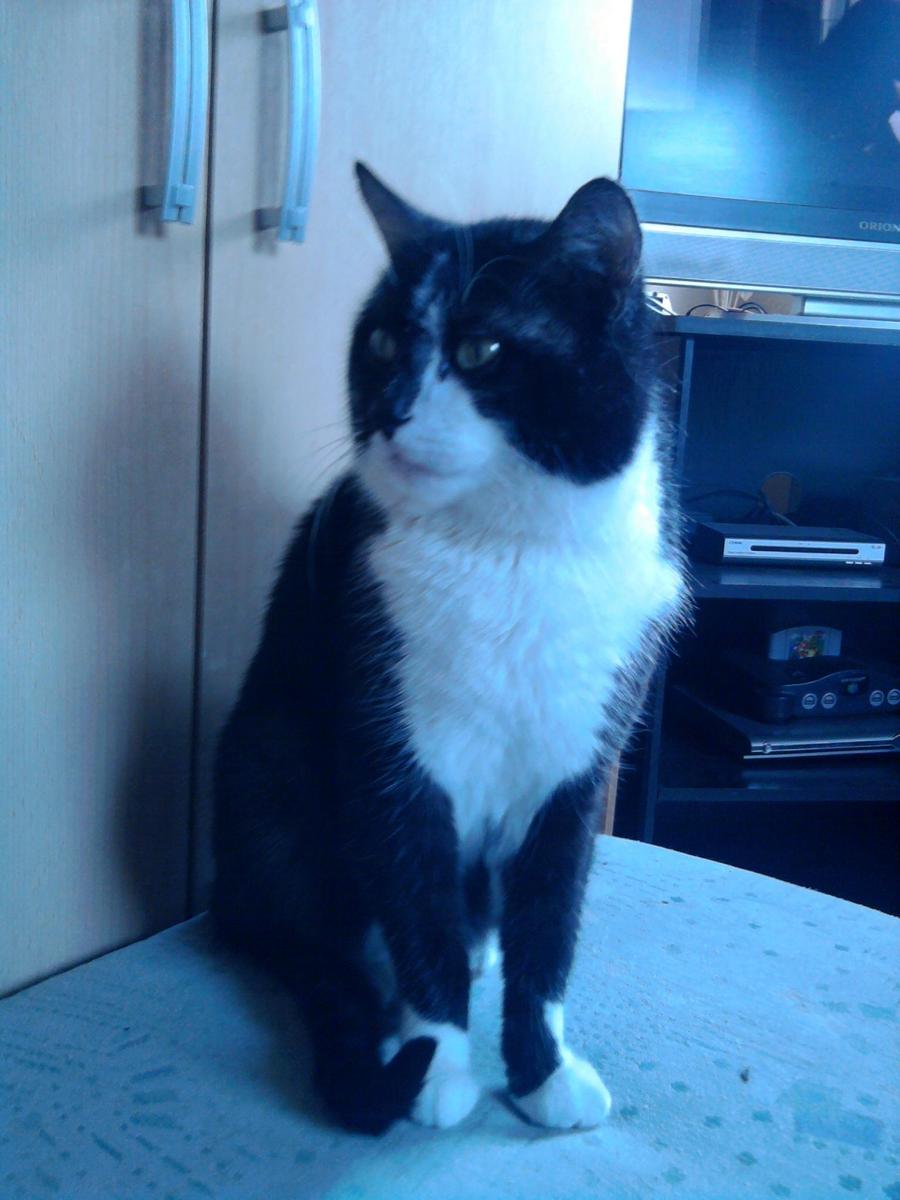 N95Kds Foto0872