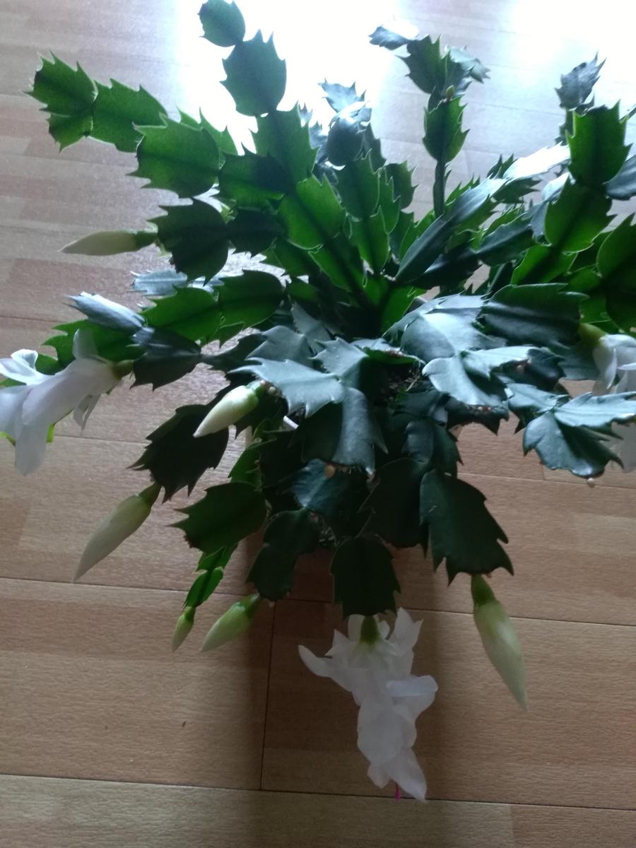 IMG 20200414 130718