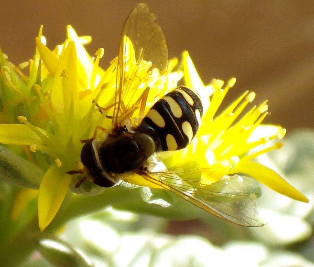 hSchwebfliege an Sedumblte 01b