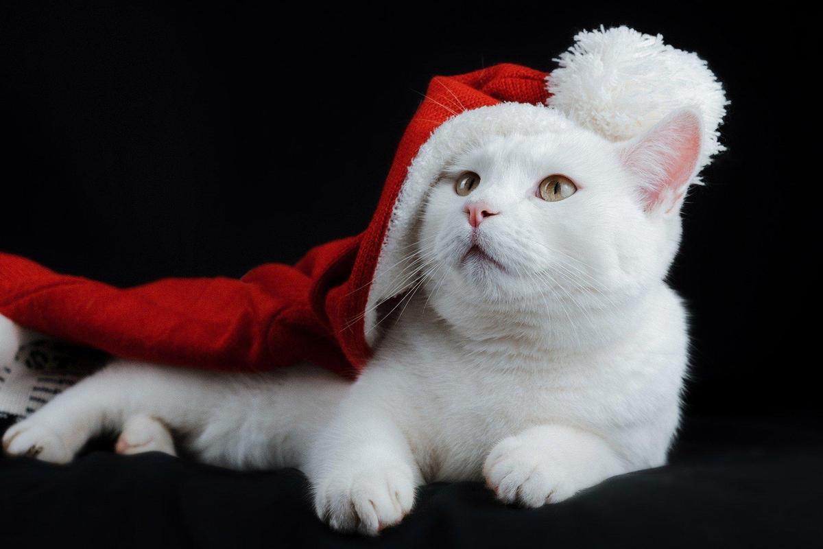 cat-5836297 1920