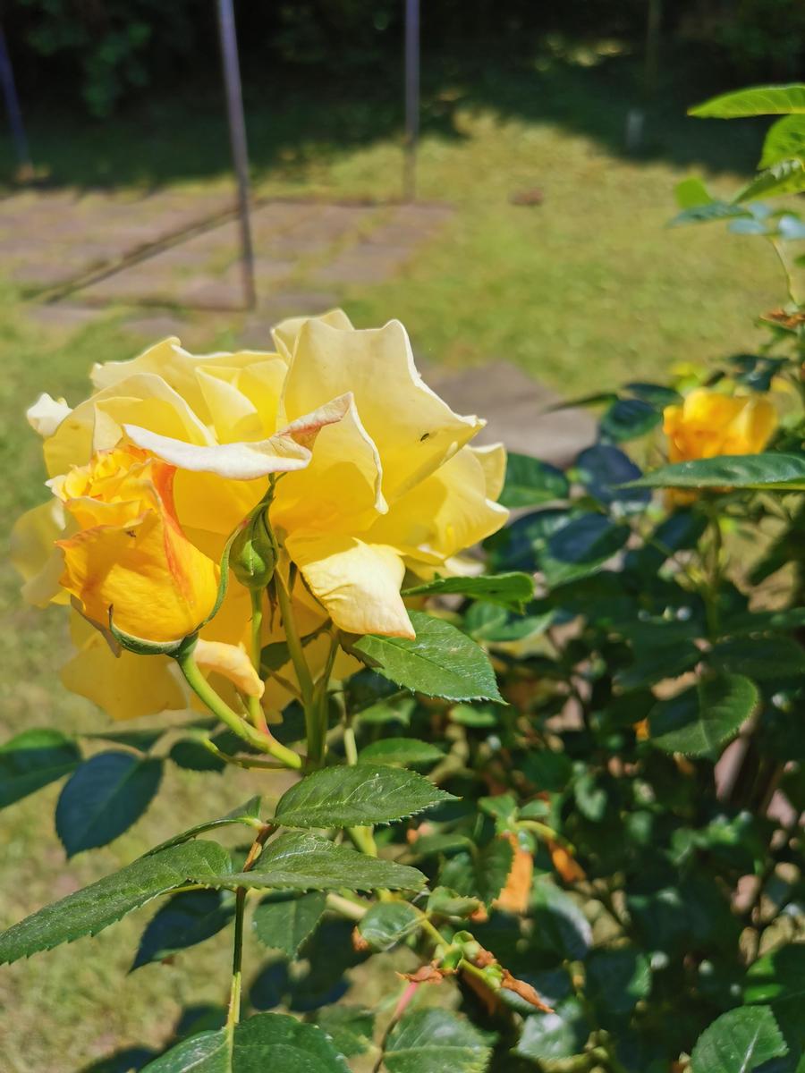IMG 20200516 145455