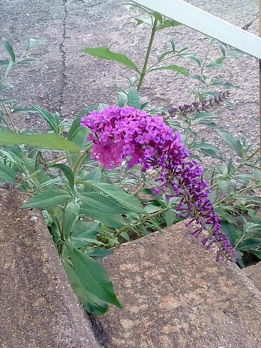 62dcf365bccbe696 IMG 20190918 143354
