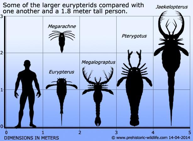 c2794673e47f large-eurypterid-size-comparison