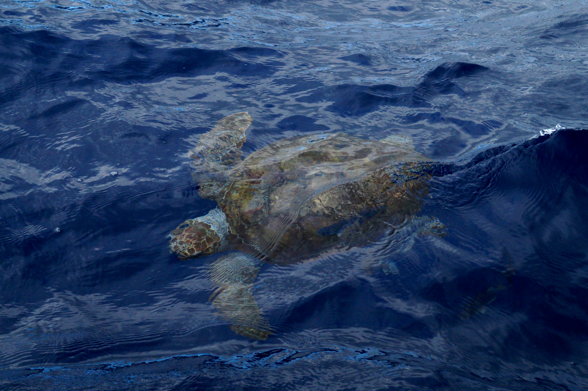 cd7254fdc841 Caretta caretta