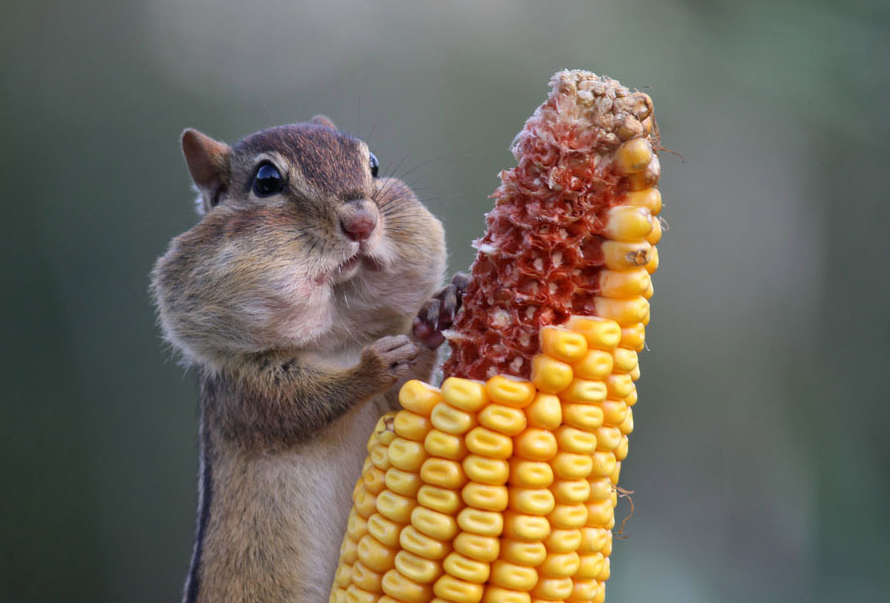 dabce6774ae0 hamster
