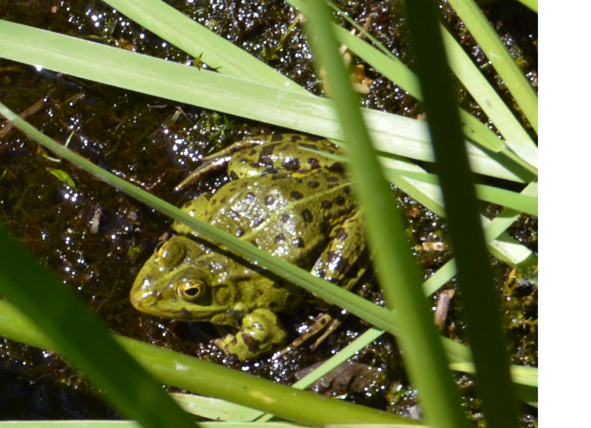 usz6zfcxvmzv Frosch