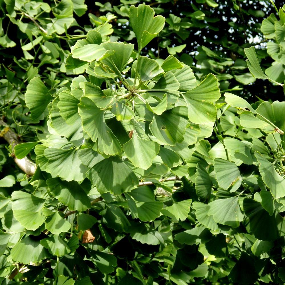 Gingko  KK 5516