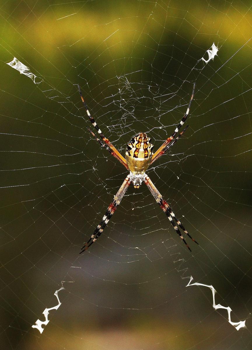 1200px-Florida Argiope - Argiope florida