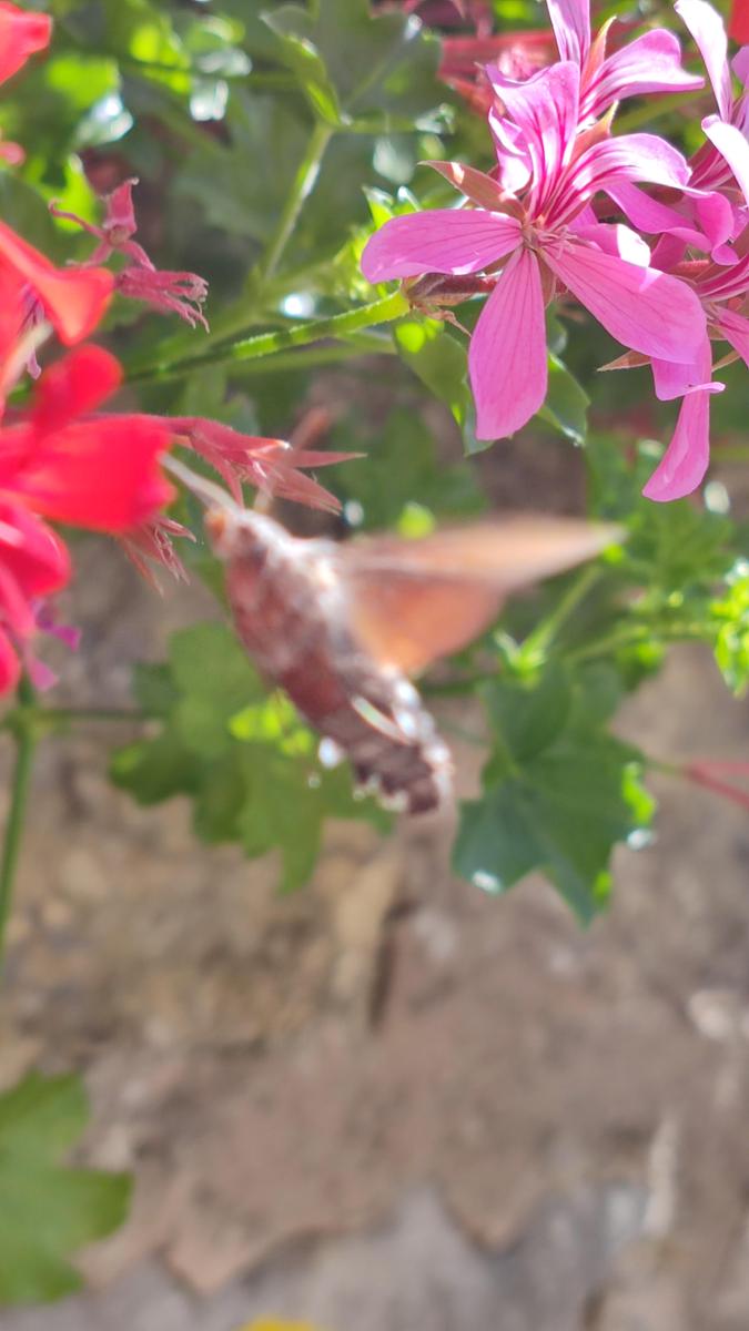 IMG 20220813 104417