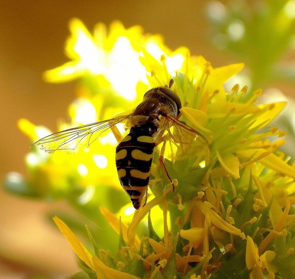 hSchwebfliege an Sedumblte 01a